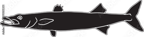 Barracuda Hand sketched, hand drawn vector clipart