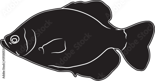 Black Crappie Hand sketched, hand drawn vector clipart