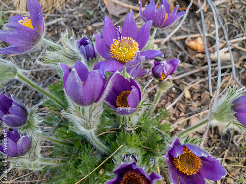 Pulsatilla vulgaris, the pasqueflower, is a species of flowering plant belonging to the buttercup family, found in agarden at Belle Isle in Detroit, Michigan