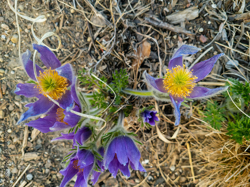 Pulsatilla vulgaris, the pasqueflower, is a species of flowering plant belonging to the buttercup family, found in agarden at Belle Isle in Detroit, Michigan