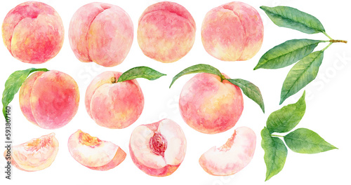 水彩画の桃　イラスト素材集　カットされた桃と桃の実、桃の葉、桃の枝のセット photo