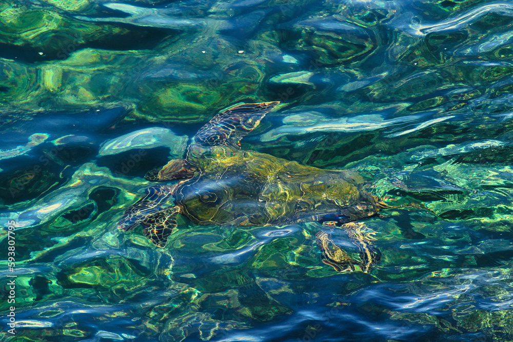 Obraz premium Brilliant abstract green sea turle swimming underwater.