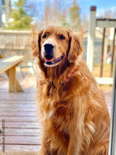 A happy Golden Retriever dog Sitting down.