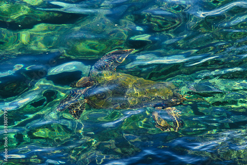 Brilliant abstract green sea turle swimming underwater.