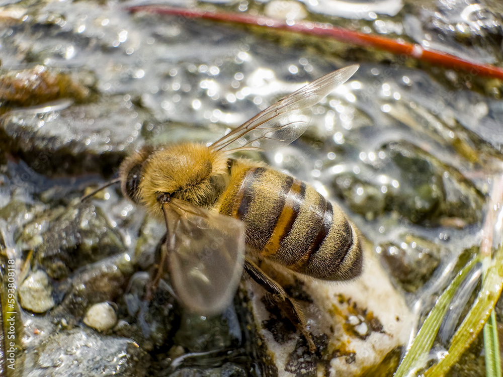 Fototapeta premium bees are very sensitive and they want to drink from clean water sources