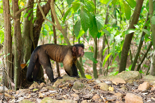 capuchin monkey in wildlife, copy space. capuchin monkey in wildlife nature