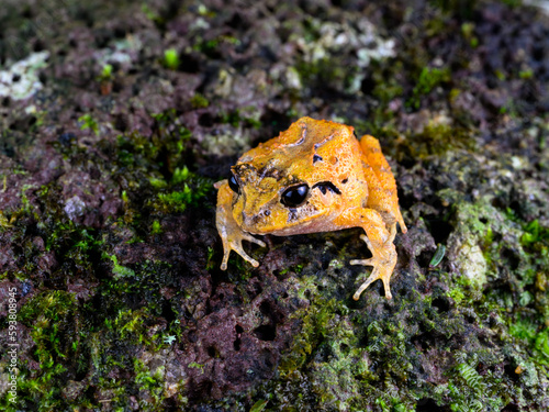 Atlantic Broad-headed Litter Frog closeup portrait photo