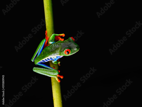 Obraz na plátně Red-eyed tree frog with bright vivid colors at night in tropical rainforest tree