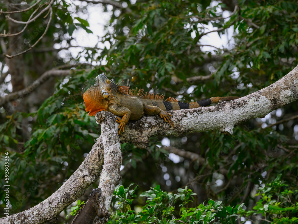Green Iguana on tree log in Costa Rica