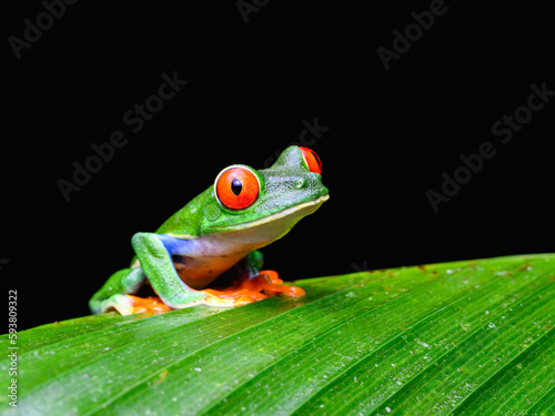 Red-eyed tree frog with bright vivid colors at night in tropical rainforest treefrog in jungle Costa Rica 