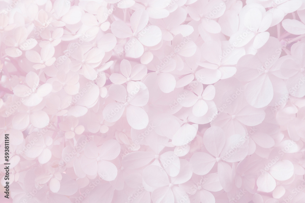 Abstract floral backdrop of white flowers with soft focus for spring or summer time. Banner background with copy space.