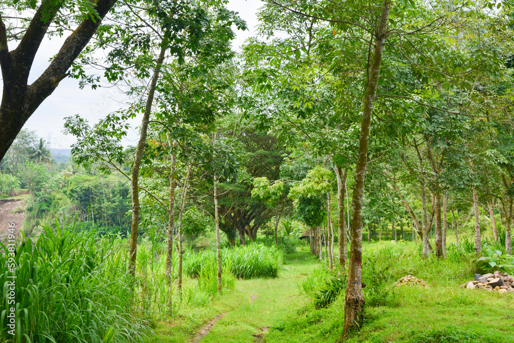 View of withered trees and green meadow in the morning in Wonosobo city park, Indonesia View of withered trees and green meadow in the morning in Wonosobo city park, Indonesia