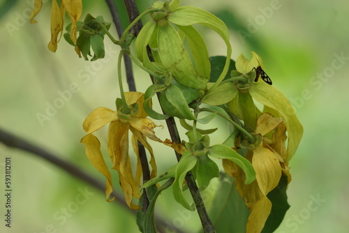 Cananga odorata flower with a natural background. The flower often used as parfume or traditional ritual photo