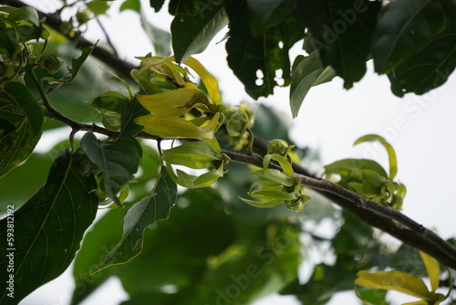 Cananga odorata flower with a natural background. The flower often used as parfume or traditional ritual photo