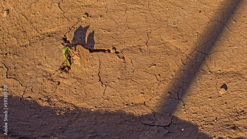 High angle shot of a plant germinating from soil, growing evolution in timelapse over a period of time.