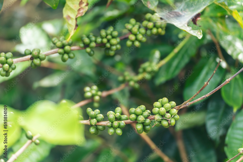 Close up Green seed berries harvest arabica coffee garden. Green coffee bean berry plant fresh raw seed coffee tree growth in eco organic farm. Fresh coffee bean green leaf bush ecology berry plant Close up Green seed berries harvest arabica coffee garden. Green coffee bean berry plant fresh raw seed coffee tree growth in eco organic farm. Fresh coffee bean green leaf bush ecology berry plant