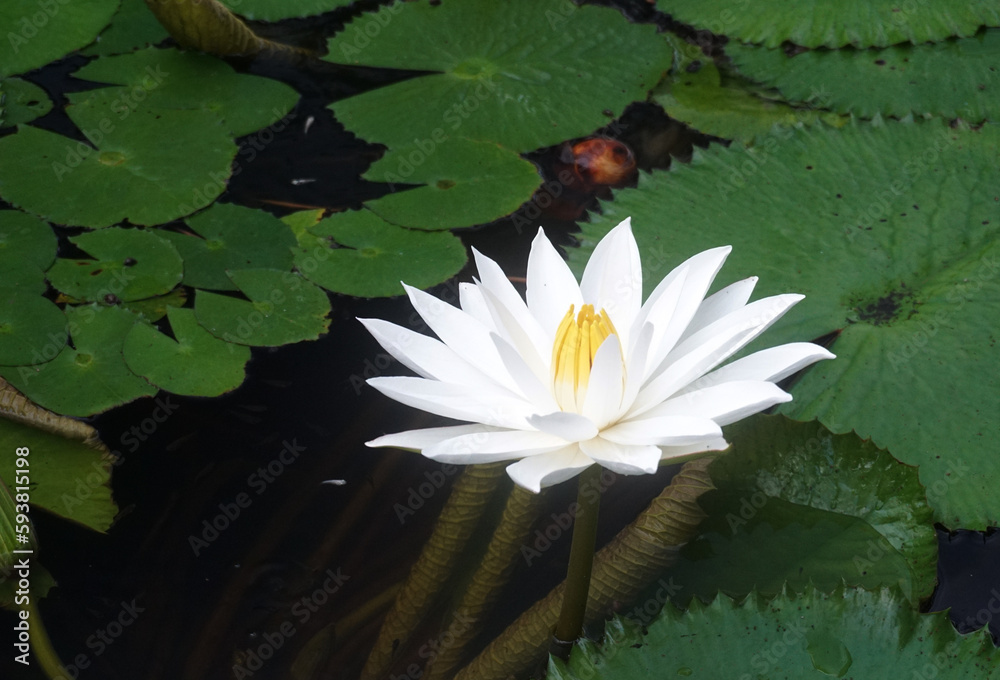 White Lotus flower on the pond.