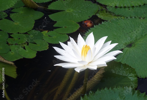 White Lotus flower on the pond.