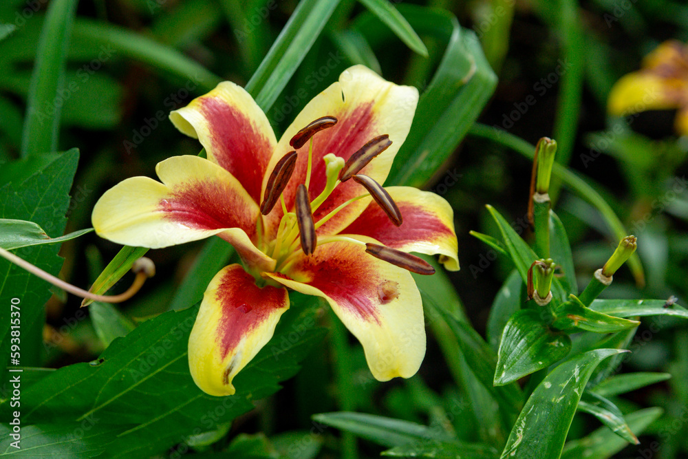 Pale yellow lily with a red petal core in a summer garden Pale yellow lily with a red petal core in a summer garden