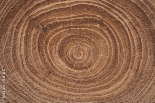 Cross section of a tree trunk with life rings around the pith