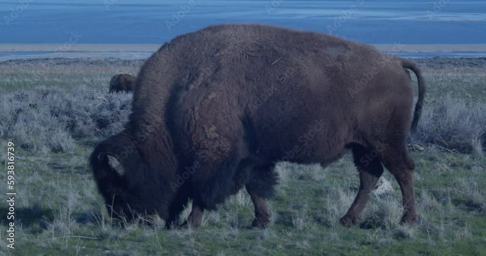 Bison Grazing Great Salt Lake in Background Bison Grazing Great Salt Lake in Background