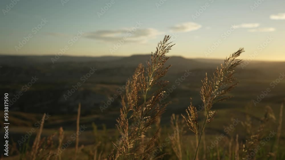 Slow pan shot of hay waiving in the wind in slowmotion with a sunrise in the background in 4k Slow pan shot of hay waiving in the wind in slowmotion with a sunrise in the background in 4k