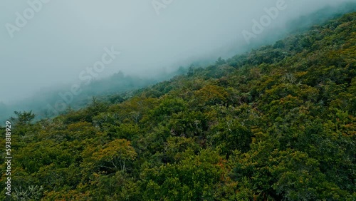 Be captivated by this celestial drone footage of the Yungas cloud forest, with tendrils of fog dancing between vibrant treetops, crafting a spellbinding vista that entrances and delights. photo