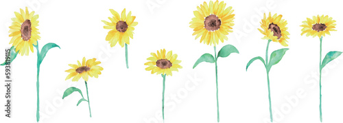 水彩画。水彩タッチの黄色いヒマワリベクターイラスト。父の日のヒマワリイラスト。Watercolor painting. Yellow sunflower vector illustration with watercolor touch. Father's day sunflower illustration.