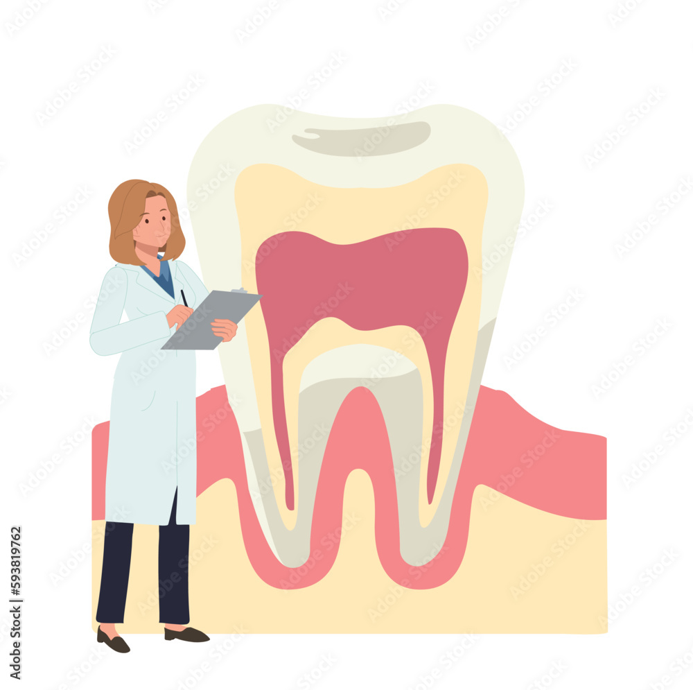 Dental medical , teeth check up concept. female Dentist with a big ...