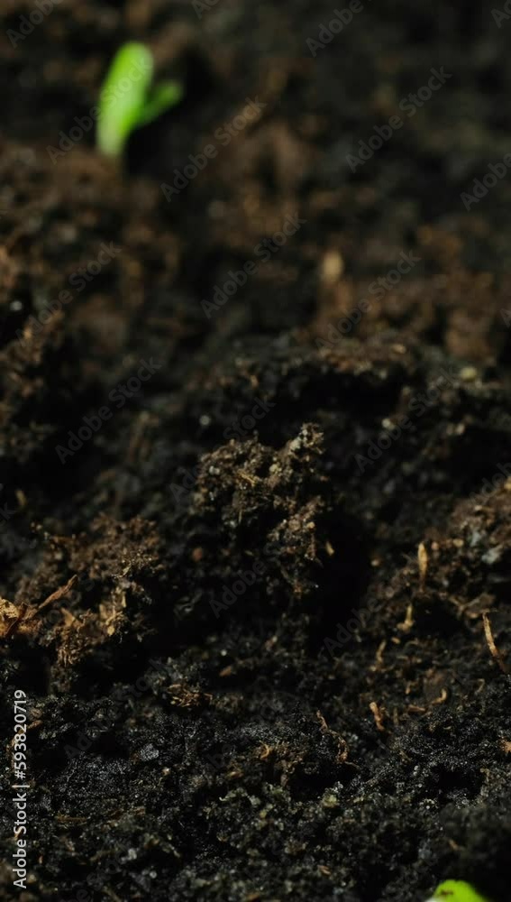 Growing seeds rising from soil vertical time lapse video. Growing seeds rising from soil vertical time lapse video.