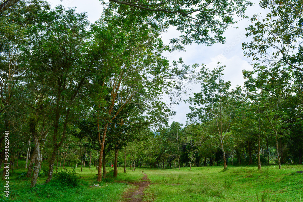 View of withered trees and green meadow in the morning in Wonosobo city park, Indonesia View of withered trees and green meadow in the morning in Wonosobo city park, Indonesia