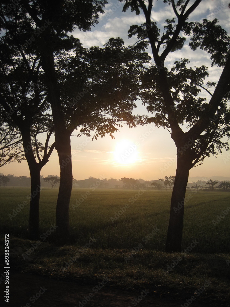 Sunrise in the rice field with trees in the morning