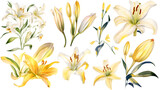 the yellow lily watercolor hand draw isolated on the white background. Generative AI