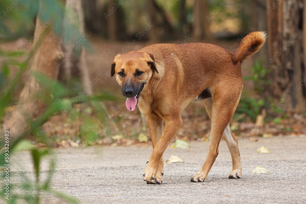 Brown dog on the street,portrait of a dog Brown dog on the street,portrait of a dog