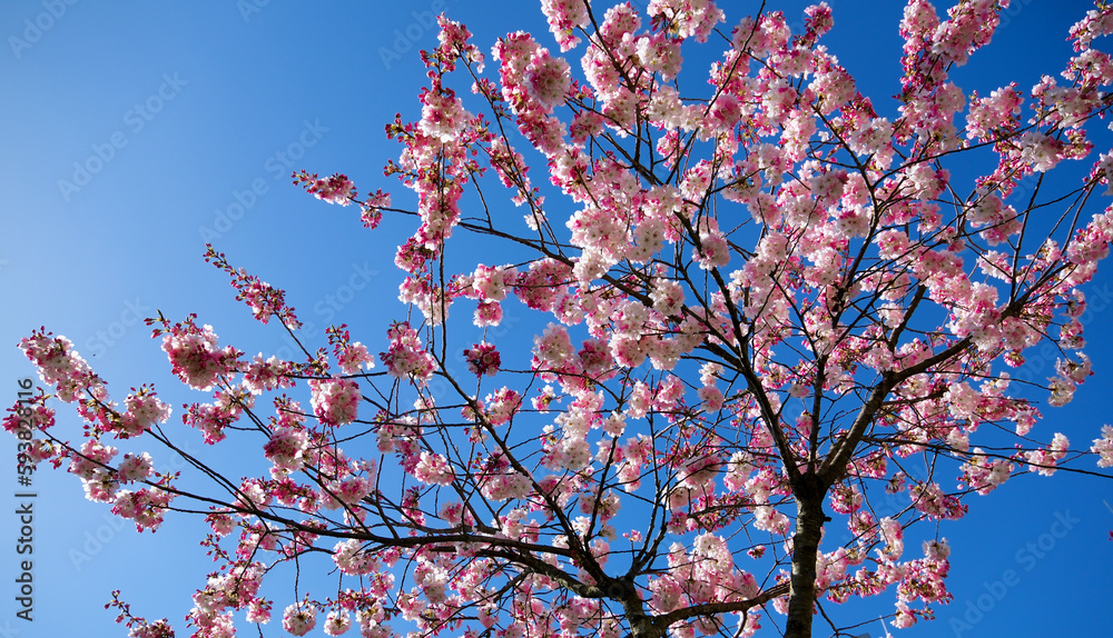 Atami cherry blossoms that bloom quickly. High quality photo