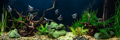 Freshwater aquarium with snags, green stones, tropical fish and water plants. Blue marbled angelfish.