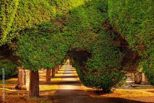 Yew trees in the Cotswold village of Painswick photo