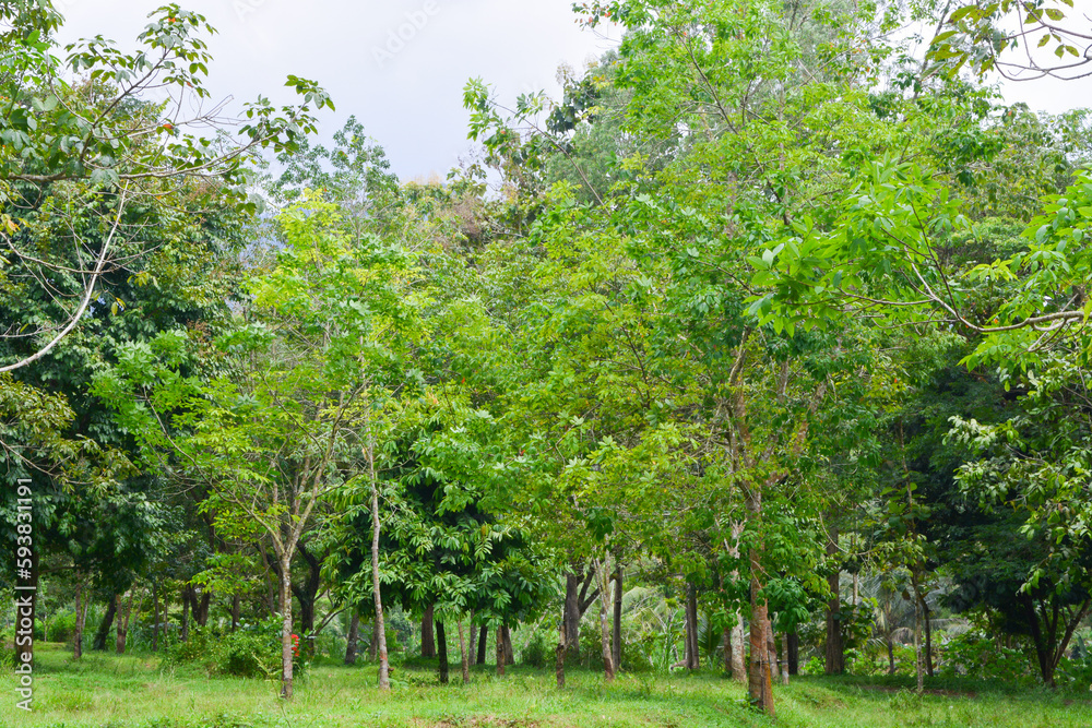 View of withered trees and green meadow in the morning in Wonosobo city park, Indonesia