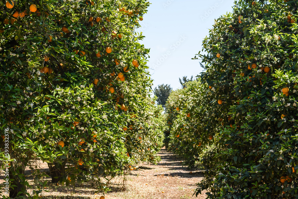 Blooming gardens with orange trees. The harvest season of fresh juicy orange ecological oranges grown on the farm Blooming gardens with orange trees. The harvest season of fresh juicy orange ecological oranges grown on the farm