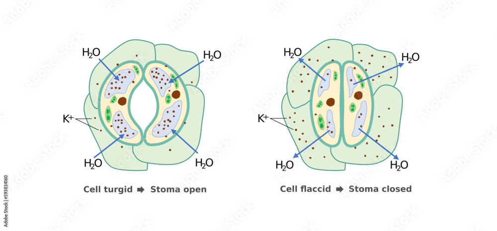 Role of pottasium in opening of stoma. Illustration for education
