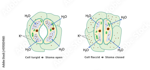 Role of pottasium in opening of stoma. Illustration for education