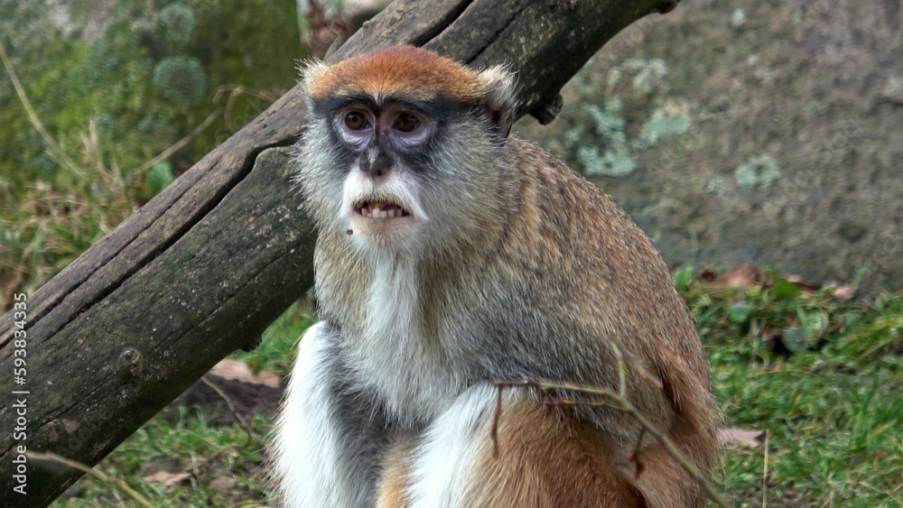 Obraz premium The patas monkey (Erythrocebus patas), also known as the wadi monkey or hussar monkey