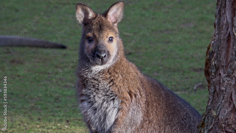 Fototapeta premium A closeup of a red-necked wallaby (Macropus rufogriseus)