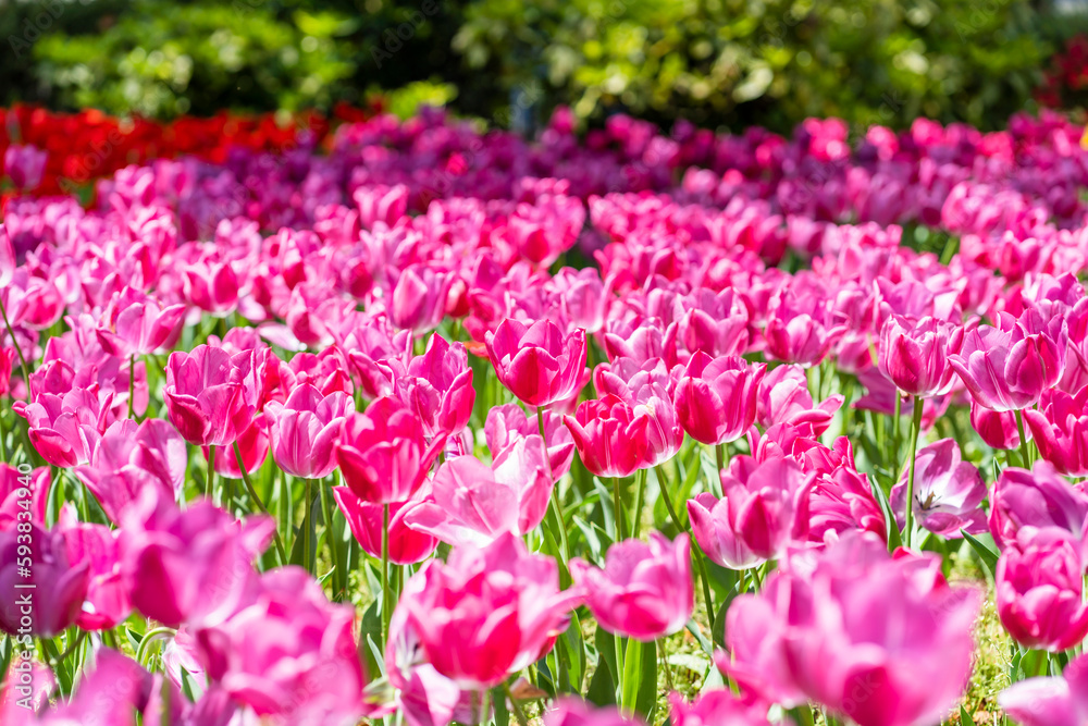 横浜公園の花壇に咲き乱れるピンク色のチューリップ