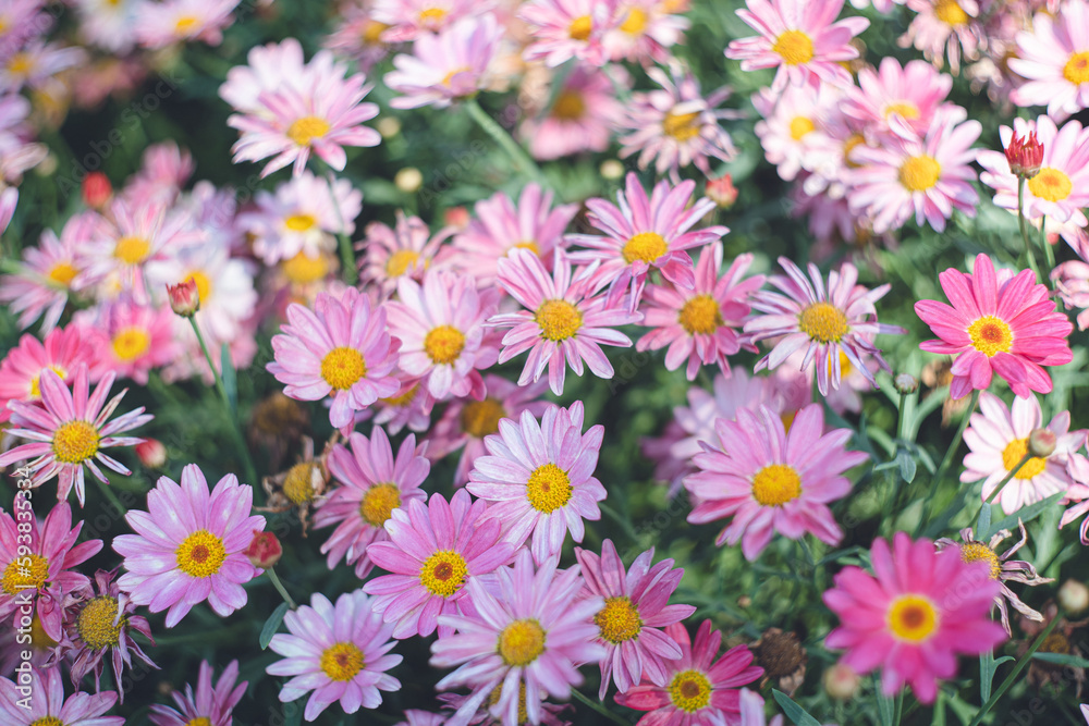 菊科のお花畑 ガーデニング 菊科のお花畑 ガーデニング