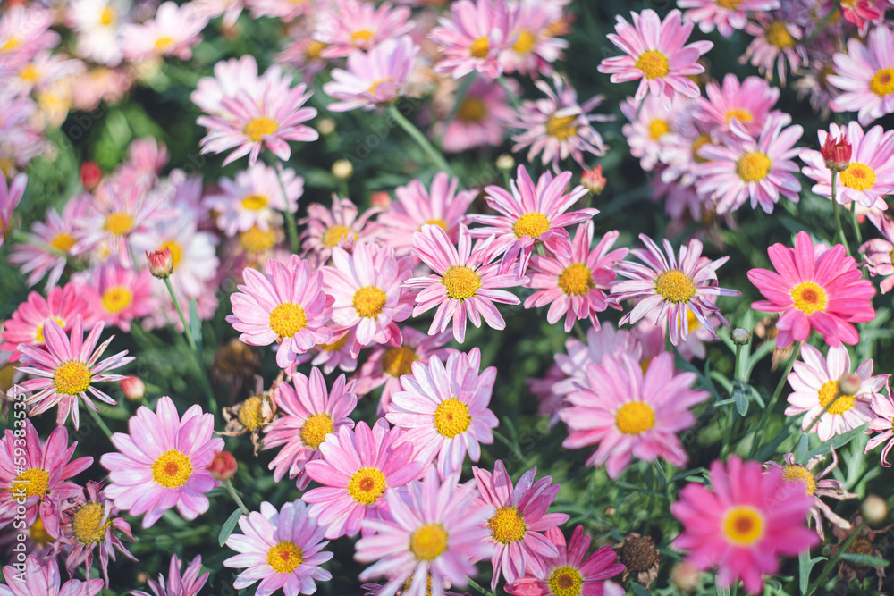 菊科のお花畑 ガーデニング 菊科のお花畑 ガーデニング