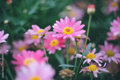 菊科のお花畑 ガーデニング