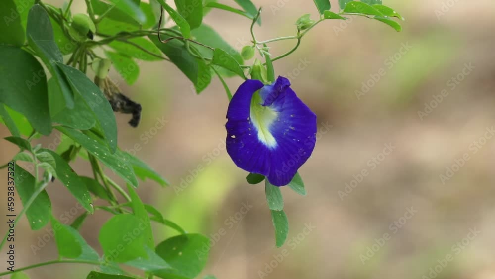 Eurocarpum (Also called ternatea tourn, telang, Clitoria ternatea, Asian pigeonwings, bluebellvine, blue pea, butterfly pea, cordofan pea, Darwin pea) The flower often used herbal drink Eurocarpum (Also called ternatea tourn, telang, Clitoria ternatea, Asian pigeonwings, bluebellvine, blue pea, butterfly pea, cordofan pea, Darwin pea) The flower often used herbal drink