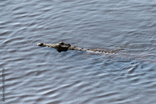 Telephoto shot of a nile crocodile - Crocodylus niloticus- floating in the Chobe river in Botswana. © Goldilock Project