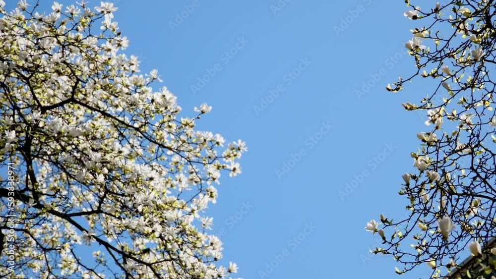 Magnolia Burrard in Vancouver Station Downtown during cherry blossoms skyscraper and blue sky buds of beautiful snow-white tree that have not yet blossomed curved branches background for ad text Magnolia Burrard in Vancouver Station Downtown during cherry blossoms skyscraper and blue sky buds of beautiful snow-white tree that have not yet blossomed curved branches background for ad text